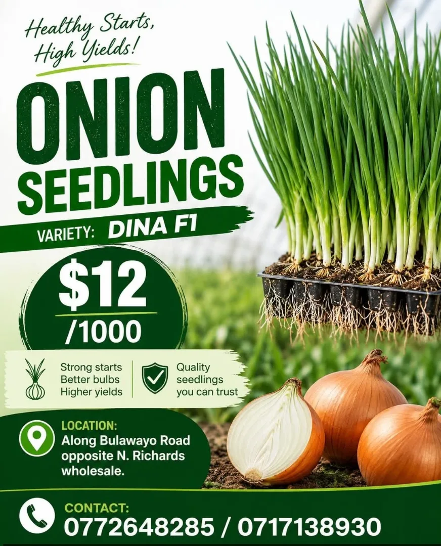 Dina F1 Onion Seedlings