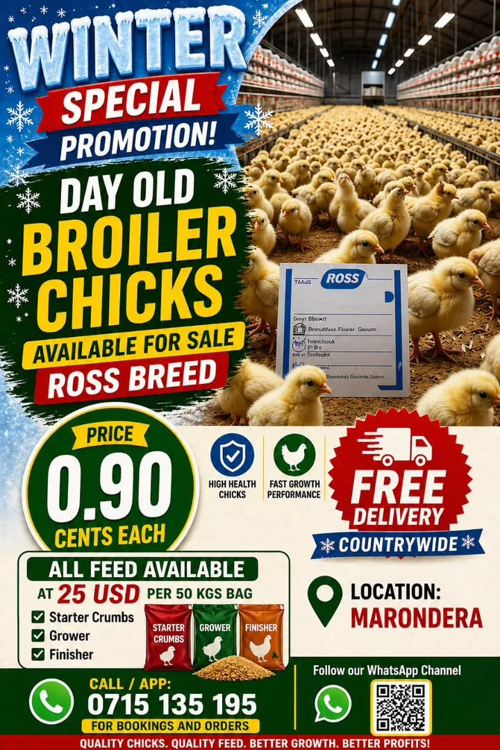 Day Old Ross Broiler Chicks