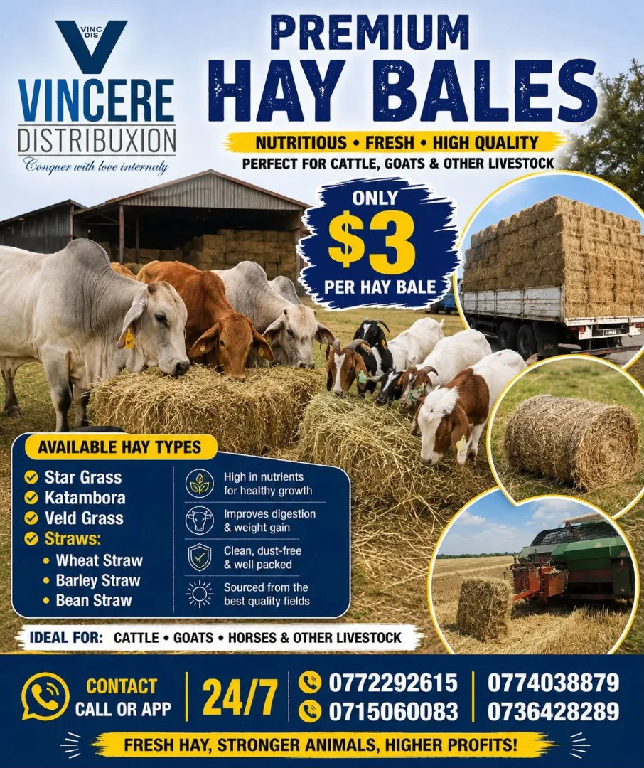 Premium Hay Bales for Livestock